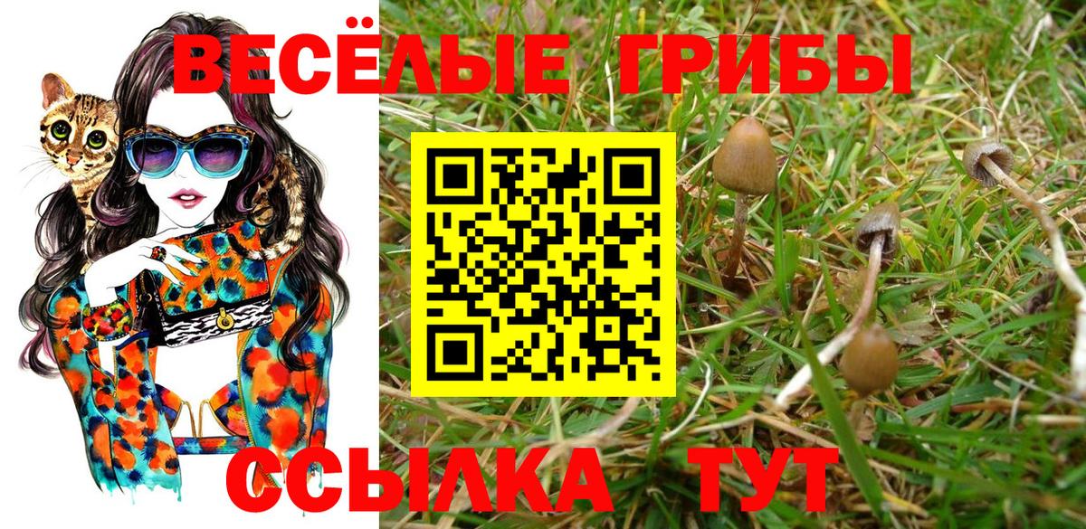 Псилоцибиновые грибы Psilocybe  Вход с VPN  купить  сайты  Гусев  Псилоцибиновые грибы мицелий 